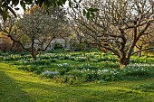 LITTLE COURT, HAMPSHIRE: DAFFODILS, MARCH, SPRING, WHITE LADY NARCISSUS, NARCISSI, 1890S, FLOWERS, BLOOMS, SCILLA BITHYNICA, TURKISH SQUILL, ORCHARD