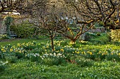 LITTLE COURT, HAMPSHIRE: DAFFODILS, MARCH, SPRING, WHITE LADY NARCISSUS, NARCISSI, 1890S, FLOWERS, BLOOMS, ORCHARD