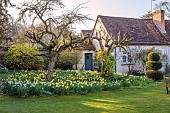 LITTLE COURT, HAMPSHIRE: DAFFODILS, MARCH, SPRING, NARCISSI, FLOWERS, BLOOMS, LAWN