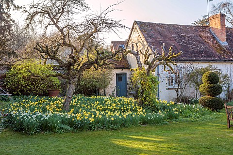 LITTLE_COURT_HAMPSHIRE_DAFFODILS_MARCH_SPRING_NARCISSI_FLOWERS_BLOOMS_LAWN