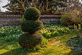 LITTLE COURT, HAMPSHIRE: DAFFODILS, MARCH, SPRING, NARCISSI, FLOWERS, BLOOMS, YEW TOPIARY