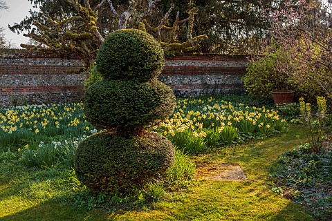 LITTLE_COURT_HAMPSHIRE_DAFFODILS_MARCH_SPRING_NARCISSI_FLOWERS_BLOOMS_YEW_TOPIARY