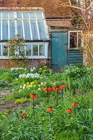 LITTLE_COURT_HAMPSHIRE_MARCH_SPRING_FLOWERS_BLOOMS_BORDER_FRITILLARIA_IMPERIALIS_DAFFODILS_GREENHOUS