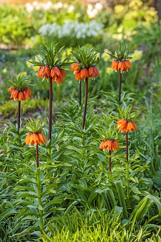 LITTLE_COURT_HAMPSHIRE_MARCH_SPRING_FLOWERS_BLOOMS_BORDER_FRITILLARIA_IMPERIALIS_BULBS