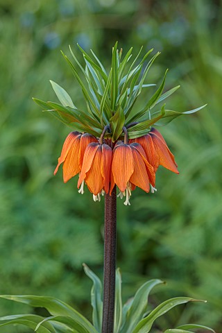 LITTLE_COURT_HAMPSHIRE_MARCH_SPRING_FLOWERS_BLOOMS_BORDER_FRITILLARIA_IMPERIALIS_BULBS