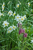 LITTLE COURT, HAMPSHIRE: MARCH, SPRING, FLOWERS, BLOOMS, NARCISSUS WHITE LADY, SNAKES HEAD FRITILLARY, FRITILLARIA MELEAGRIS, BULBS
