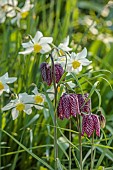 LITTLE COURT, HAMPSHIRE: MARCH, SPRING, FLOWERS, BLOOMS, NARCISSUS WHITE LADY, SNAKES HEAD FRITILLARY, FRITILLARIA MELEAGRIS, BULBS