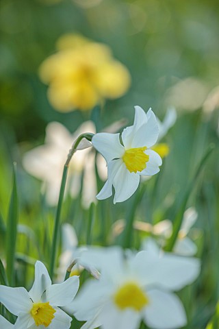 LITTLE_COURT_HAMPSHIRE_MARCH_SPRING_FLOWERS_BLOOMS_NARCISSUS_WHITE_LADY_BULBS