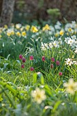 LITTLE COURT, HAMPSHIRE: YELLOW, WHITE, FLOWERS OF SDAFFODILS, NARCISSUS WHITE LADY, SNAKES HEAD FRITILLARY, FRITILLARIA MELEAGRIS, BULBS, MEADOW