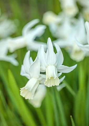 LITTLE_COURT_HAMPSHIRE_WHITE_FLOWERS_OF_DAFFODILS_NARCISSUS_SAILBOAT_BULBS