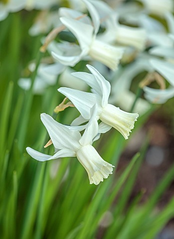 LITTLE_COURT_HAMPSHIRE_WHITE_FLOWERS_OF_DAFFODILS_NARCISSUS_SAILBOAT_BULBS
