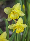 LITTLE COURT, HAMPSHIRE: YELLOW FLOWERS OF DAFFODILS, NARCISSUS ST PATRICKS DAY, BULBS
