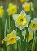 LITTLE COURT, HAMPSHIRE: YELLOW FLOWERS OF DAFFODILS, NARCISSUS ST PATRICKS DAY, BULBS