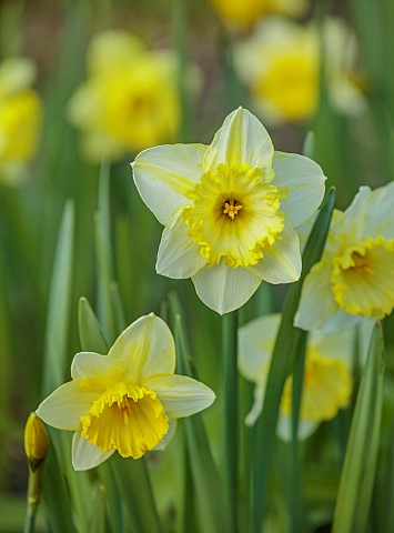 LITTLE_COURT_HAMPSHIRE_YELLOW_FLOWERS_OF_DAFFODILS_NARCISSUS_ST_PATRICKS_DAY_BULBS