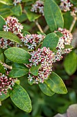 LITTLE COURT, HAMPSHIRE: WHITE, PINK FLOWERS OF SKIMMIA JAPONICA RUBELLA, EVERGREEN, SHRUBS, MARCH