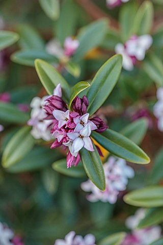 LITTLE_COURT_HAMPSHIRE_PINK_CREAM_PURPLE_BUDS_OF_DAPHNE_TANGUTICA_GROWN_FROM_SEED