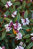 LITTLE COURT, HAMPSHIRE: PINK, CREAM, PURPLE BUDS OF DAPHNE TANGUTICA GROWN FROM SEED