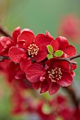 CLOSE UP PLANT PORTRAIT OF RED FLOWERS OF CHAENOMELES X SUPERBA ELLY MOSSEL, QUINCE, SHRUBS, MARCH, FLOWERING, BLOOMING, BLOOMS