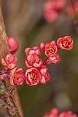 CLOSE UP PLANT PORTRAIT OF PINK, RED FLOWERS OF CHAENOMELES X SUPERBA FRIESDORFER, QUINCE, SHRUBS, MARCH, FLOWERING, BLOOMING, BLOOMS