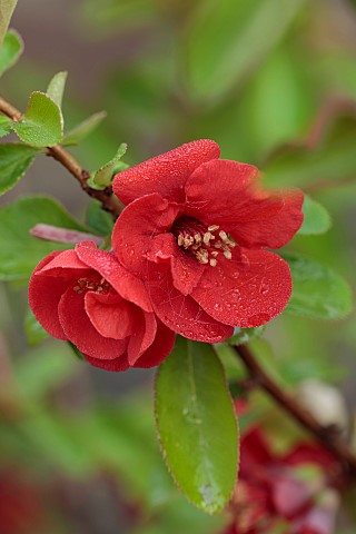 CLOSE_UP_PLANT_PORTRAIT_OF_PINK_RED_FLOWERS_OF_CHAENOMELES_X_SUPERBA_FIRE_DANCE_QUINCE_SHRUBS_MARCH_