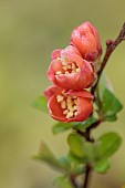 CLOSE UP PLANT PORTRAIT OF PINK, FLOWERS OF CHAENOMELES JAPONICA CIDO, QUINCE, SHRUBS, MARCH, FLOWERING, BLOOMING, BLOOMS