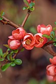 CLOSE UP PLANT PORTRAIT OF PINK, RED FLOWERS OF CHAENOMELES X SUPERBA ORANGE TRAIL, QUINCE, SHRUBS, MARCH, FLOWERING, BLOOMING, BLOOMS