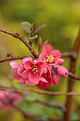 CLOSE UP PLANT PORTRAIT OF PINK, RED FLOWERS OF CHAENOMELES SPECIOSA FALCONNET CHARLET, QUINCE, SHRUBS, MARCH, FLOWERING, BLOOMING, BLOOMS