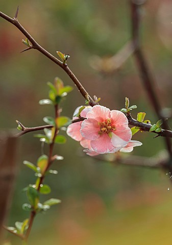 CLOSE_UP_PLANT_PORTRAIT_OF_PINK_WHITE_FLOWERS_OF_CHAENOMELES_MADAM_BUTTERFLY_QUINCE_SHRUBS_MARCH_FLO