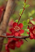 CLOSE UP PLANT PORTRAIT OF RED FLOWERS OF CHAENOMELES X SUPERBA CRIMSON AND GOLD, QUINCE, SHRUBS, MARCH, FLOWERING, BLOOMING, BLOOMS