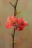 CLOSE UP PLANT PORTRAIT OF PINK, RED FLOWERS OF CHAENOMELES X SUPERBA VERMILLION, QUINCE, SHRUBS, MARCH, FLOWERING, BLOOMING, BLOOMS