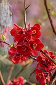CLOSE UP PLANT PORTRAIT OF PINK, RED FLOWERS OF CHAENOMELES X SUPERBA ELLY MOSSEL, QUINCE, SHRUBS, MARCH, FLOWERING, BLOOMING, BLOOMS