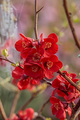 CLOSE_UP_PLANT_PORTRAIT_OF_PINK_RED_FLOWERS_OF_CHAENOMELES_X_SUPERBA_ELLY_MOSSEL_QUINCE_SHRUBS_MARCH