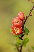 CLOSE UP PLANT PORTRAIT OF PINK, FLOWERS OF CHAENOMELES JAPONICA CIDO, QUINCE, SHRUBS, MARCH, FLOWERING, BLOOMING, BLOOMS