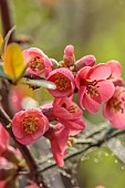 CLOSE UP PLANT PORTRAIT OF PINK, RED FLOWERS OF CHAENOMELES SPECIOSA FALCONNET CHARLET, QUINCE, SHRUBS, MARCH, FLOWERING, BLOOMING, BLOOMS