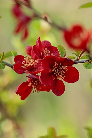 CLOSE_UP_PLANT_PORTRAIT_OF_RED_FLOWERS_OF_CHAENOMELES_X_SUPERBA_CRIMSON_AND_GOLD_QUINCE_SHRUBS_MARCH