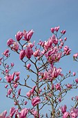 BORDE HILL GARDEN, SUSSEX: CREAM, PINK, FLOWERS OF MAGNOLIA PHILIP TREGUNNA, DECIDUOUS, TREES, SPRING, MARCH