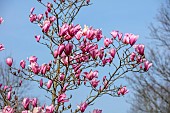 BORDE HILL GARDEN, SUSSEX: CREAM, PINK, FLOWERS OF MAGNOLIA PHILIP TREGUNNA, DECIDUOUS, TREES, SPRING, MARCH