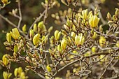 BORDE HILL GARDEN, SUSSEX: CREAM, YELLOW FLOWERS OF MAGNOLIA BUTTERFLIES, TREES, SPRING, MARCH