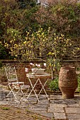 BORDE HILL GARDEN, SUSSEX: CREAM, YELLOW FLOWERS OF MAGNOLIA BUTTERFLIES, TREES, SPRING, MARCH, TERRACE, PATIO, CHAIRS, TABLE
