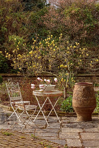 BORDE_HILL_GARDEN_SUSSEX_CREAM_YELLOW_FLOWERS_OF_MAGNOLIA_BUTTERFLIES_TREES_SPRING_MARCH_TERRACE_PAT