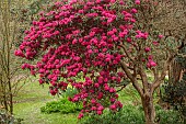 BORDE HILL GARDEN, SUSSEX: PINK, RED FLOWERS OF RHODODENDRON, TREES, SPRING, MARCH
