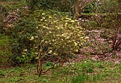 BORDE HILL GARDEN, SUSSEX: YELLOW FLOWERS OF RHODODENDRON CAMPYLOCARPUM IN THE WOODLAND, SPRING, TREES, SHRUBS, MARCH