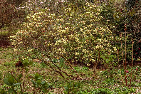 BORDE_HILL_GARDEN_SUSSEX_YELLOW_FLOWERS_OF_RHODODENDRON_IN_THE_WOODLAND_SPRING_TREES_SHRUBS_MARCH