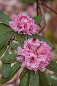 BORDE HILL GARDEN, SUSSEX: PINK RHODODENDRON IN THE WOODLAND, FLOWERING, FLOWERS, BLOOMS, BLOOMING