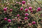 BORDE HILL GARDEN, SUSSEX: PINK, PURPLE FLOWERS OF MAGNOLIA X SOULANGEANA BLACK TULIP, TREES, SPRING, MARCH