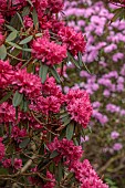 BORDE HILL GARDEN, SUSSEX: PINK, RED FLOWERS OF RHODODENDRON, TREES, SPRING, MARCH