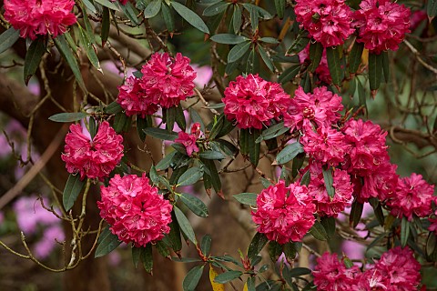 BORDE_HILL_GARDEN_SUSSEX_PINK_RED_FLOWERS_OF_RHODODENDRON_TREES_SPRING_MARCH