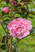BORDE HILL GARDEN, SUSSEX: PALE PINK FLOWERS, BLOOMS, OF CAMELLIA X WILLIAMSII ELSIE JURY, DOUBLE, FLOWERING, MARCH, SPRING, BLOOMING, SHRUBS