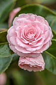 BORDE HILL GARDEN, SUSSEX: PALE PINK, FLOWERS, BLOOMS, OF CAMELLIA E G WATERHOUSE, FRECKLES, FLOWERING, MARCH, SPRING, BLOOMING, SHRUBS