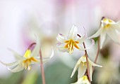 TWELVE NUNNS, LINCOLNSHIRE: WHITE, CREAM FLOWERS OF DOGS TOOTH VIOLET - ERYTHRONIUM HOWELLII, SPRING, BLOOMS, WOODLAND, BULBS